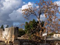 Zedrachbaum, oder Paternosterbaum in Kouklia